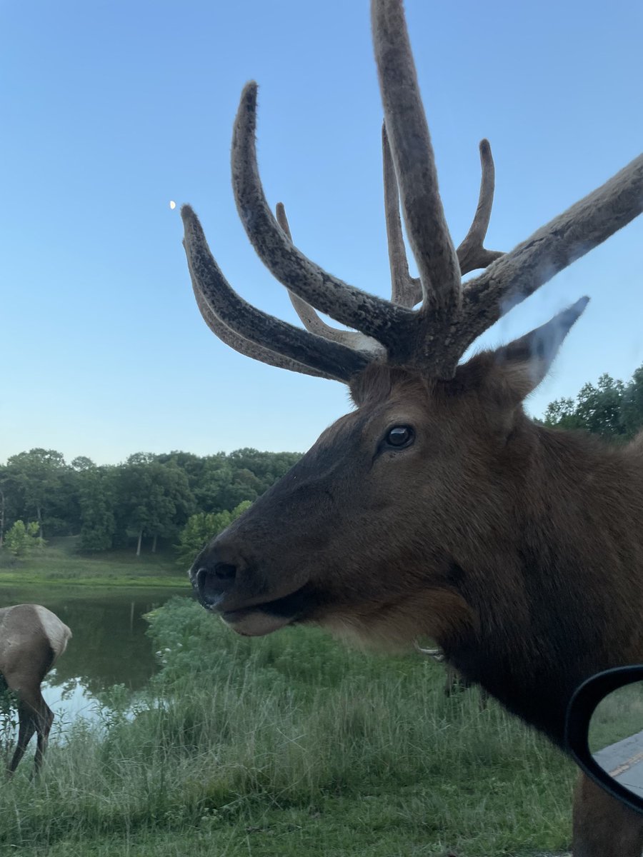 Two pictures from Lone Elk Park yesterday. ⁦<a href="/LoneElkPark/">Lone Elk Park</a>⁩