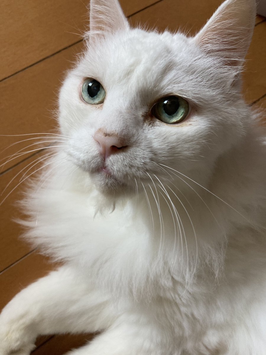 indoormom_com's tweet photo. 去年は中学生2人だった我が家、中と高に分かれると生活も日程も全然違ってヒーヒー言ってる今年の夏休み…
今日は午後から旦那さんと所用でお出かけです。

昨日世界猫の日だったってんで、猫爺と猫婆も貼っときます。老猫は良い🐈

#らー麺とぐち https://t.co/3qT3MjwpTF