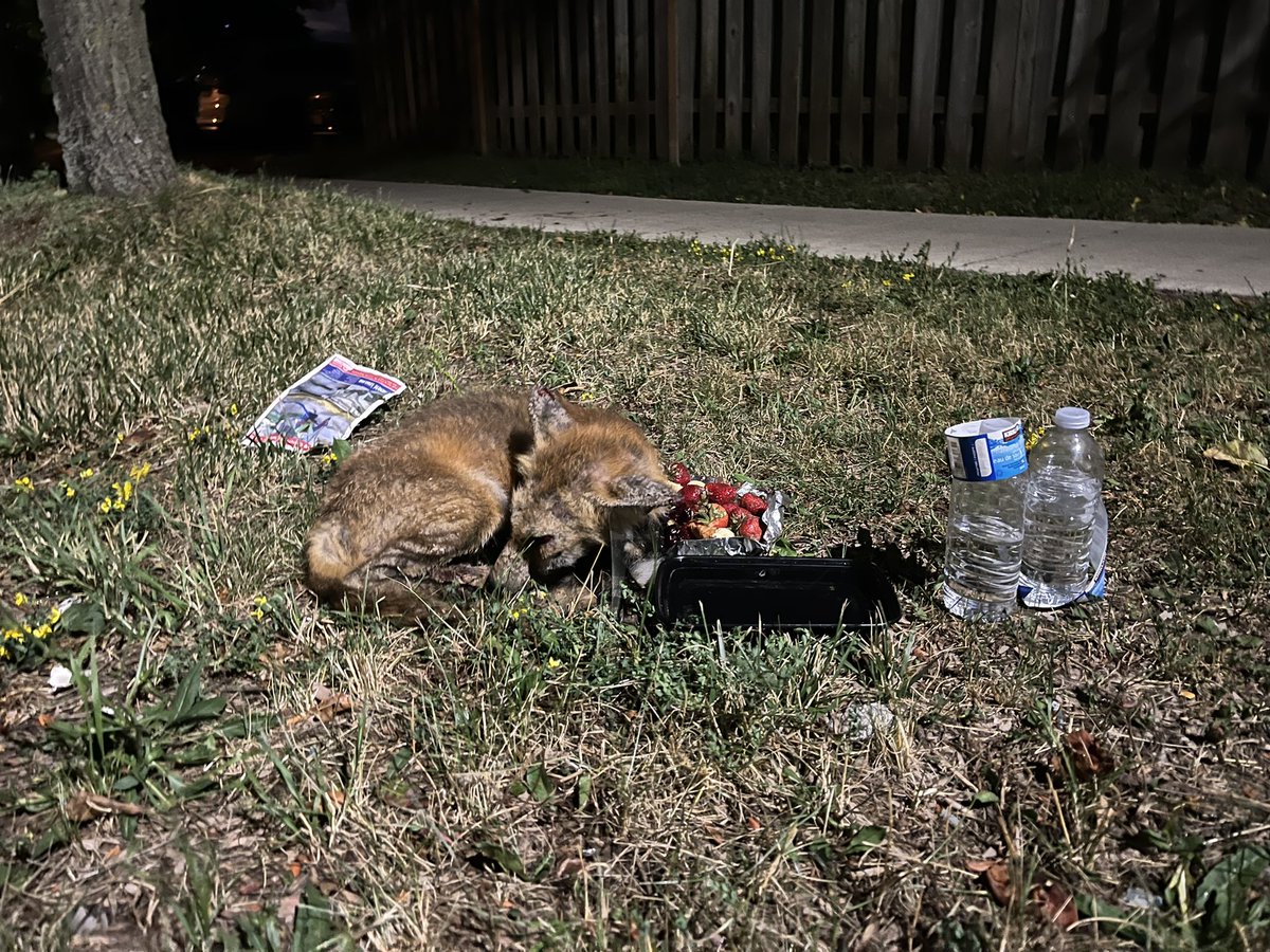 josificus's tweet photo. Anyone in #Toronto knows how to save a wild animal? It got hit by a car near 356 Goldhawk Trail and a bunch of us moved it to the side. Called @311Toronto almost 2 hours ago but no one came. https://t.co/zyaYz5qlZJ