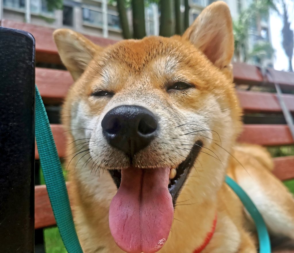 jesseghost0's tweet photo. 狗子长的真快 https://t.co/HTyY21ZncE
