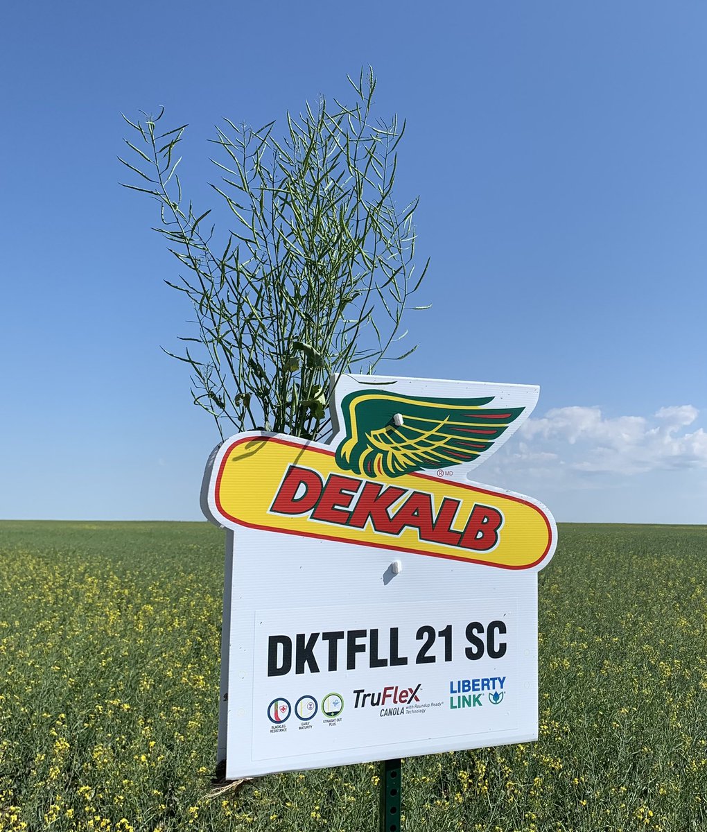 Why grow a bunch of stalk to grind through the combine? <a href="/Bayer4CropsCA/">Crop Science Canada</a>