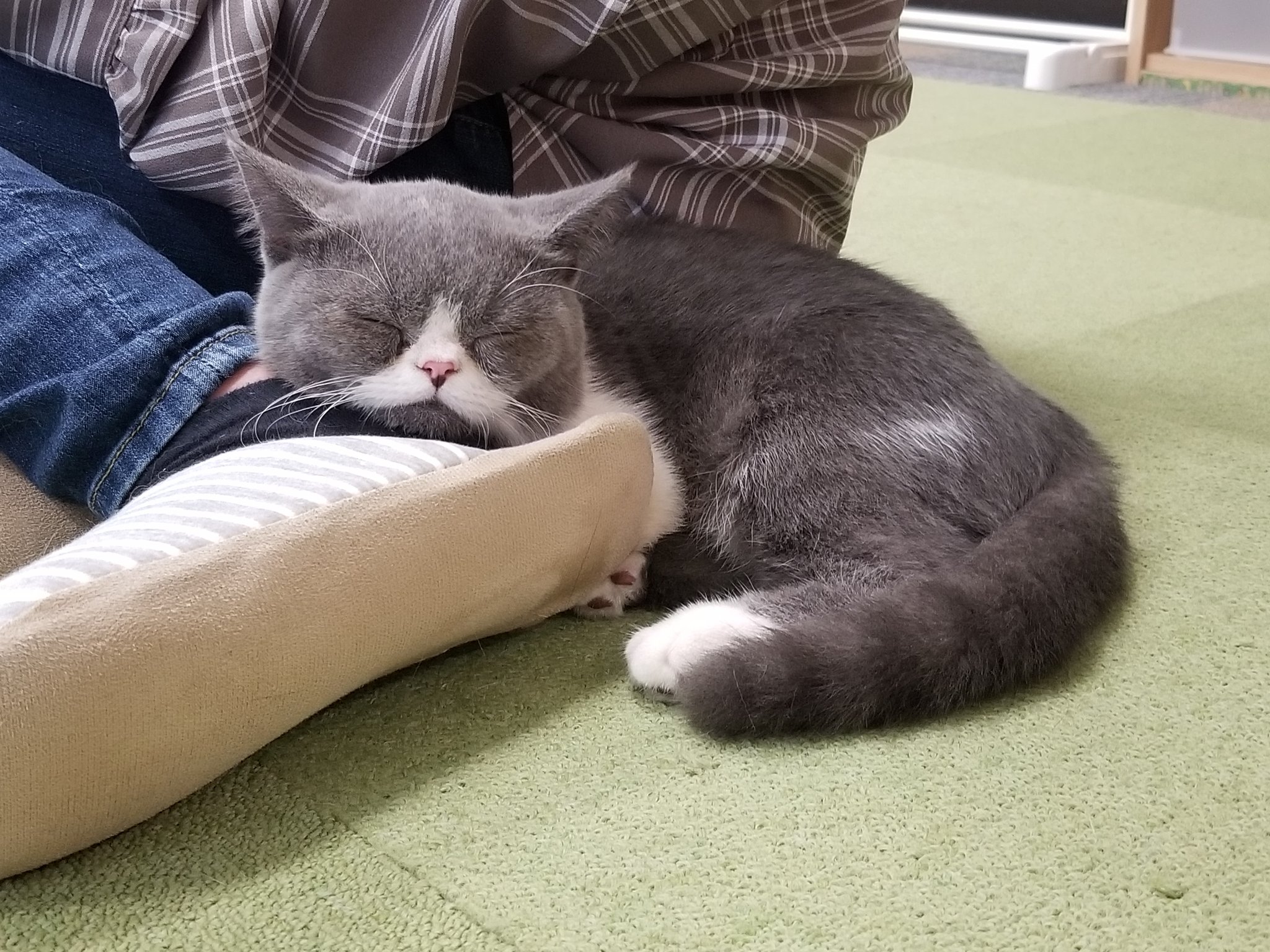 ねこカフェ 猫八 キャットホテル猫八 にんにくは かかと を枕にする接客術を身につけた 青森 八戸 ねこカフェ 猫カフェ 猫八 猫 ねこ ネコ Cat キャットホテル ミヌエット レベルｕｐ ٩ W و T Co Gqvpr6grkb Twitter