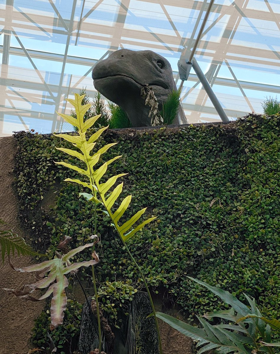 He's looking for something.

#dinosaur #Eating