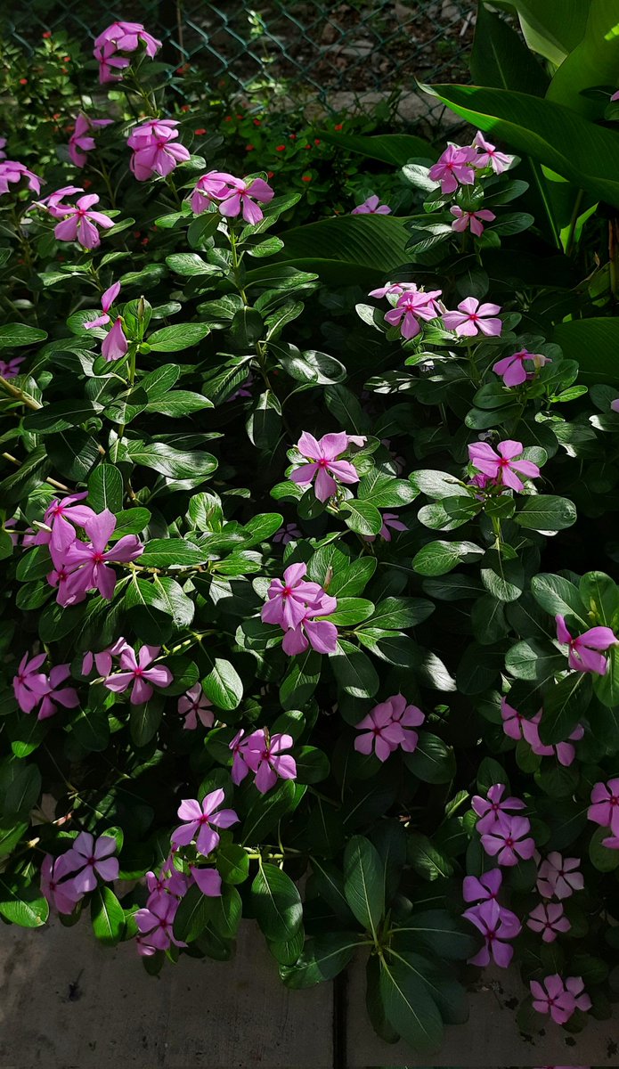 Madhumathi_Inks's tweet photo. When mornings are made of sun-kissed flowers... ❣✨ 🧿
#Nature #NaturePhotography #naturelovers #flowerphotography #Flowers #AllThingsFlowers #LanguageofColors #Mornings #Sunshine #Bougainvillea https://t.co/4wodgfNVaF