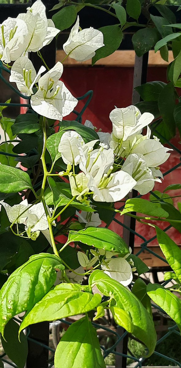 Madhumathi_Inks's tweet photo. When mornings are made of sun-kissed flowers... ❣✨ 🧿
#Nature #NaturePhotography #naturelovers #flowerphotography #Flowers #AllThingsFlowers #LanguageofColors #Mornings #Sunshine #Bougainvillea https://t.co/4wodgfNVaF
