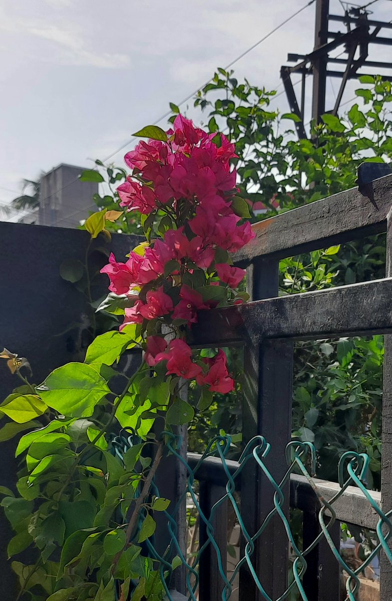 Madhumathi_Inks's tweet photo. When mornings are made of sun-kissed flowers... ❣✨ 🧿
#Nature #NaturePhotography #naturelovers #flowerphotography #Flowers #AllThingsFlowers #LanguageofColors #Mornings #Sunshine #Bougainvillea https://t.co/4wodgfNVaF