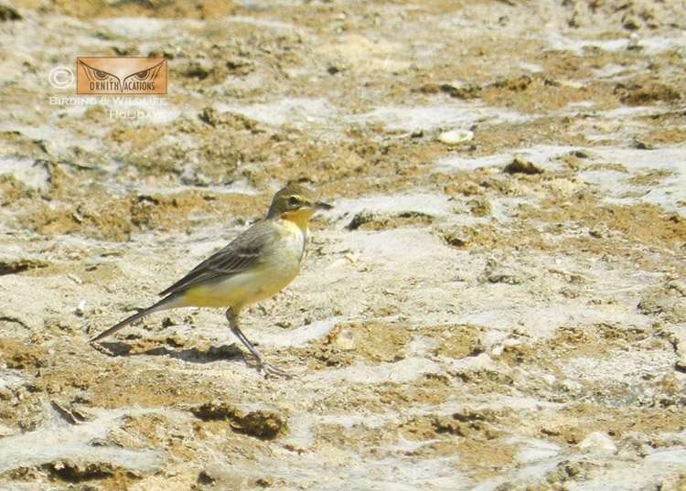 Ornithvacations~ Birding & Wildlife Holidays tweet media