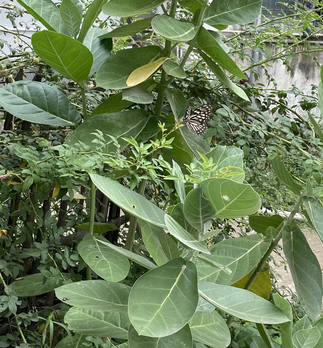 CanisPariah's tweet photo. A Blue Tiger (#Tirumala limniace) ?
Ok now you may ask why I succeeded in capturing the #butterfly in this particular frame & not some other frames or places.
The answer would be this ‘aak’ (#Calotropis gigantea) plant-a milkweed, known to be its host plant. 🤨
#TitliTuesday https://t.co/ZQJIZHQ5UF