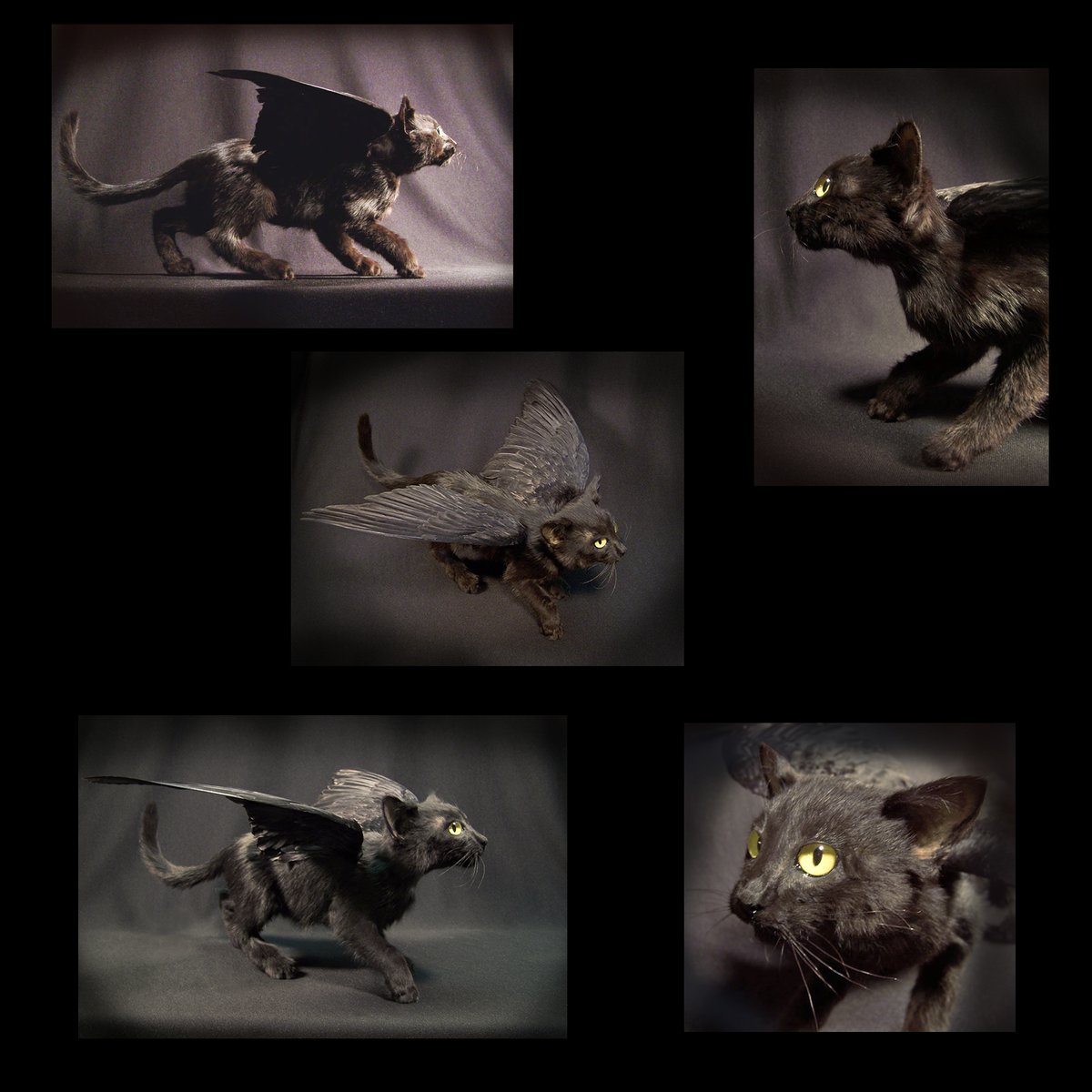 In honor of #InternationalCatDay I thought I would dig up images of this old #rogue #taxidermy #sculpture of mine, a winged kitten circa 2005. Enjoy