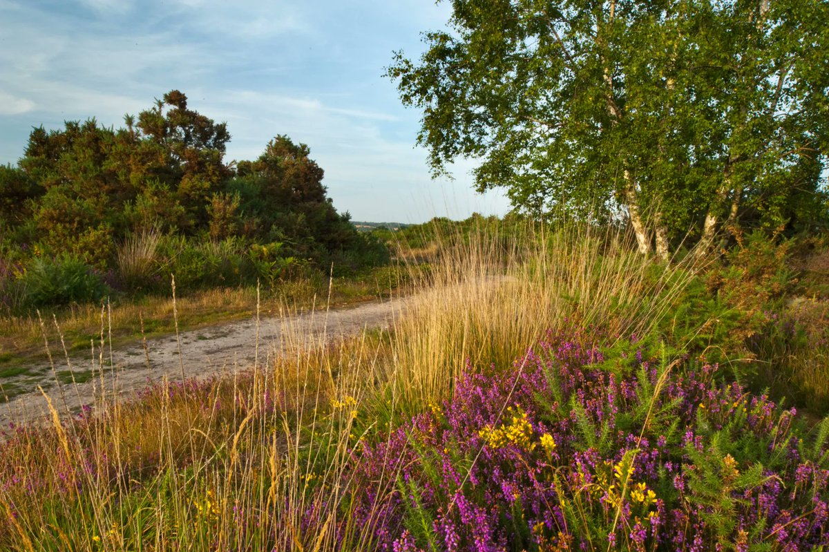 sdnpa's tweet image. What&apos;s in a name?

Heathland really is remarkable habitat. It is home to species of plants, birds and reptiles rarely found elsewhere.

But, have you ever wondered how heathlands got their name?

Find out here &amp;gt;&amp;gt;&amp;gt; buff.ly/3eXxbBv

📷 Nigel Symington

#HelpTheHeaths