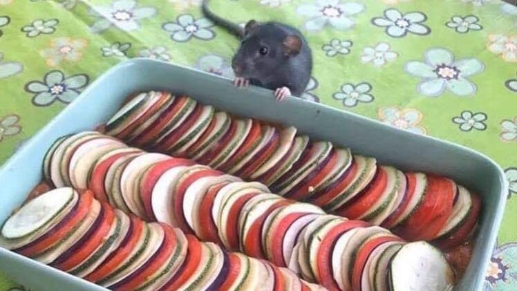 Rats (@legalizerats) on Twitter photo 