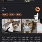 画面が肉球だらけ？Googleで猫と検索した結果!