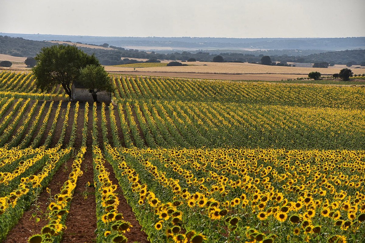 AgricultorCast's tweet photo. Buenos días. https://t.co/JkTBbRFchJ