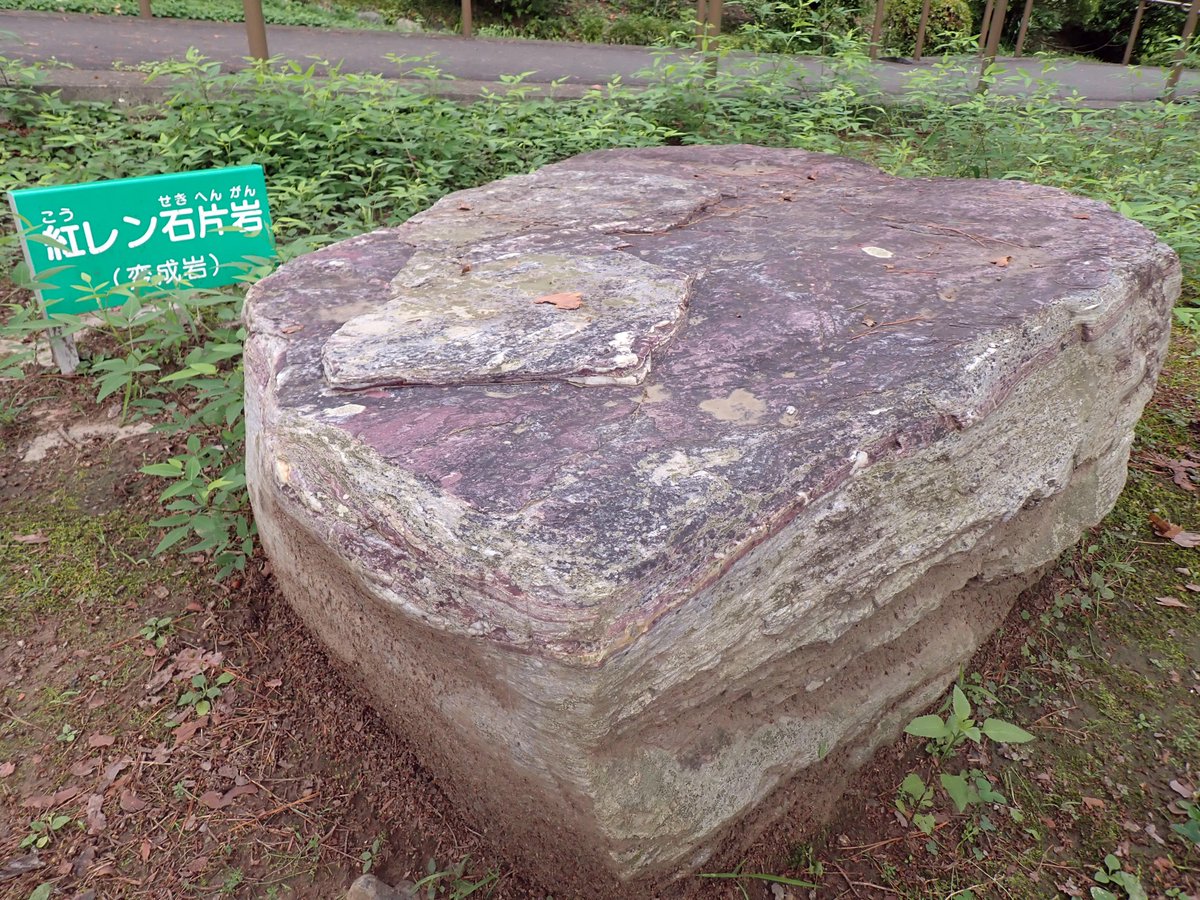 埼玉県立自然の博物館 on Twitter 