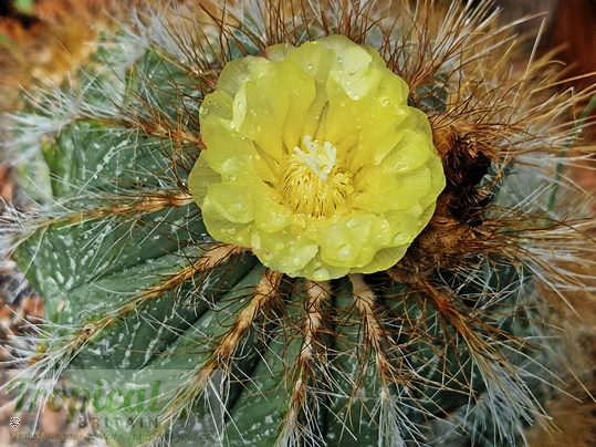 TropicalBritain's tweet photo. Parodia magnifica https://t.co/XZbY2zWdmG