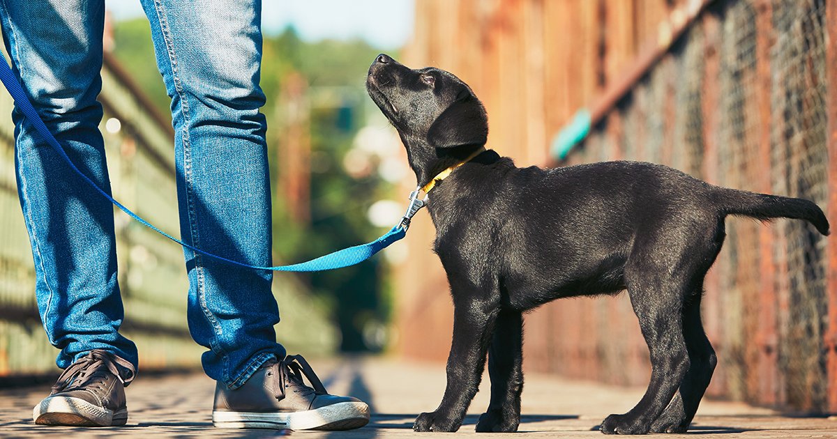 Be the envy of all puppy parents with our top tips on getting them to walk nicely on the lead 🦮 spr.ly/6011zcIHB

#PuppyTraining #PuppyTrainingTips #PuppyTraining101