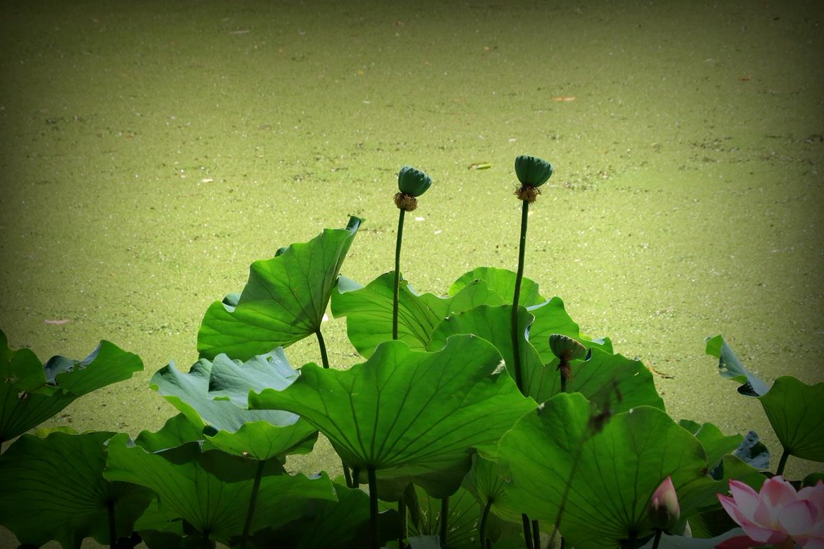 ExploreGansu's tweet photo. 💦🔅Lotus flowers in Wushan county of Tianshui, #Gansu province, are in full bloom.
👣🏞️Visitors come here to enjoy floral beauty and escape the summer heat. #CharmingGansu #GansuView #SummerinGansu https://t.co/eGXZ1x7EiR
