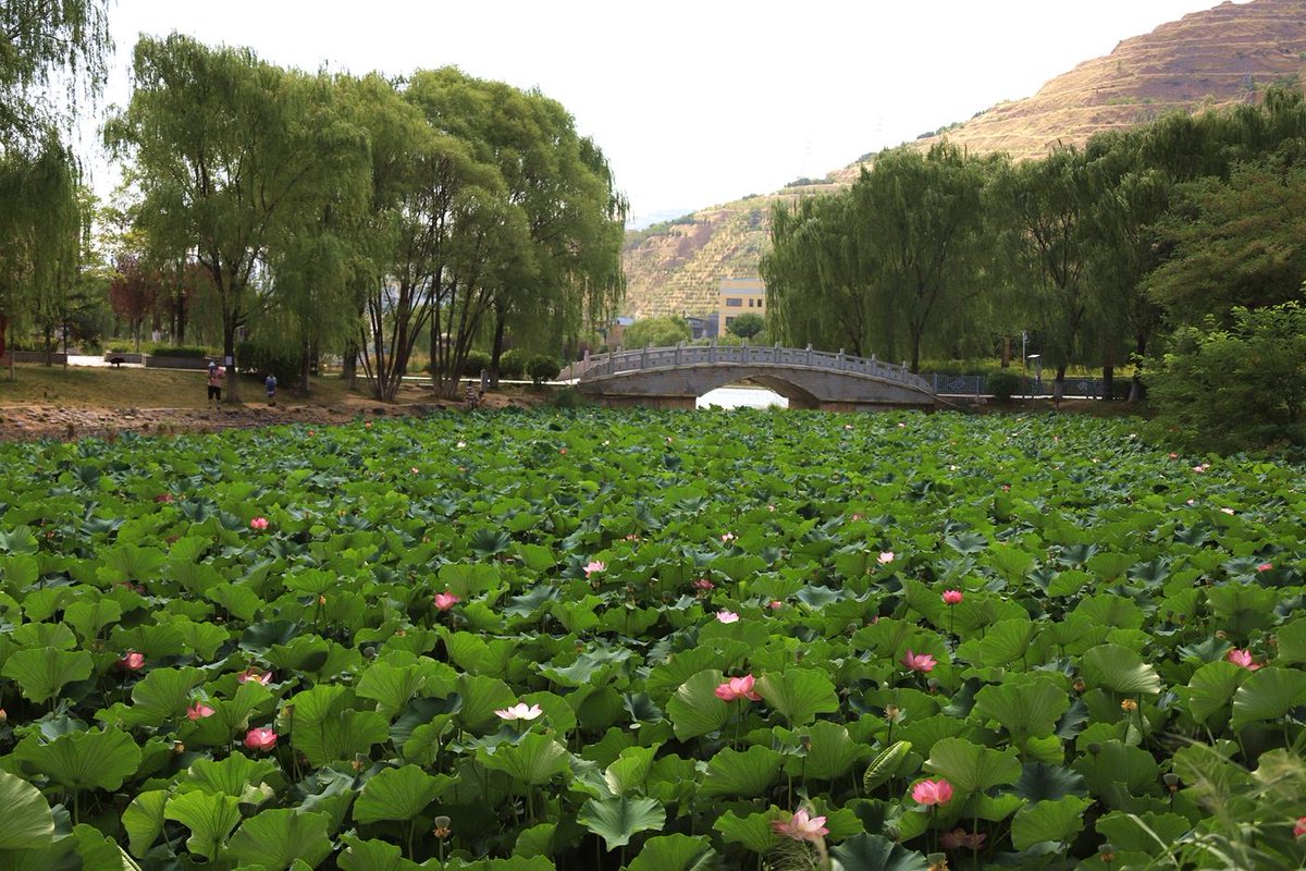 ExploreGansu's tweet photo. 💦🔅Lotus flowers in Wushan county of Tianshui, #Gansu province, are in full bloom.
👣🏞️Visitors come here to enjoy floral beauty and escape the summer heat. #CharmingGansu #GansuView #SummerinGansu https://t.co/eGXZ1x7EiR