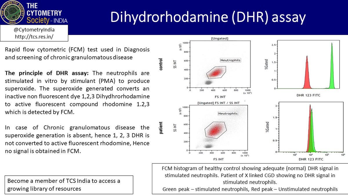 CytometryIndia's tweet photo. A short tweetorial by @Thulas31081987 on DHR flow cytometry assay in diagnosis of chronic granulomatous disease. #TCSTuesday #flowbot #flowcytometry #pathtwitter @ICCS_Education @DrArunCMC @LakshmiKoulmane @drkunalsehgal @ananthvikas @PrashantTembha1 https://t.co/s0m897mAd1