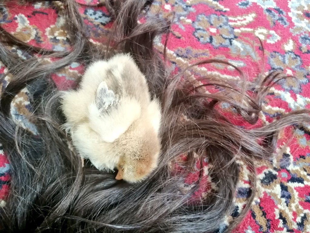 جوجم هرجا موهامو میبینه میاد میخوابه اینجوری🥺