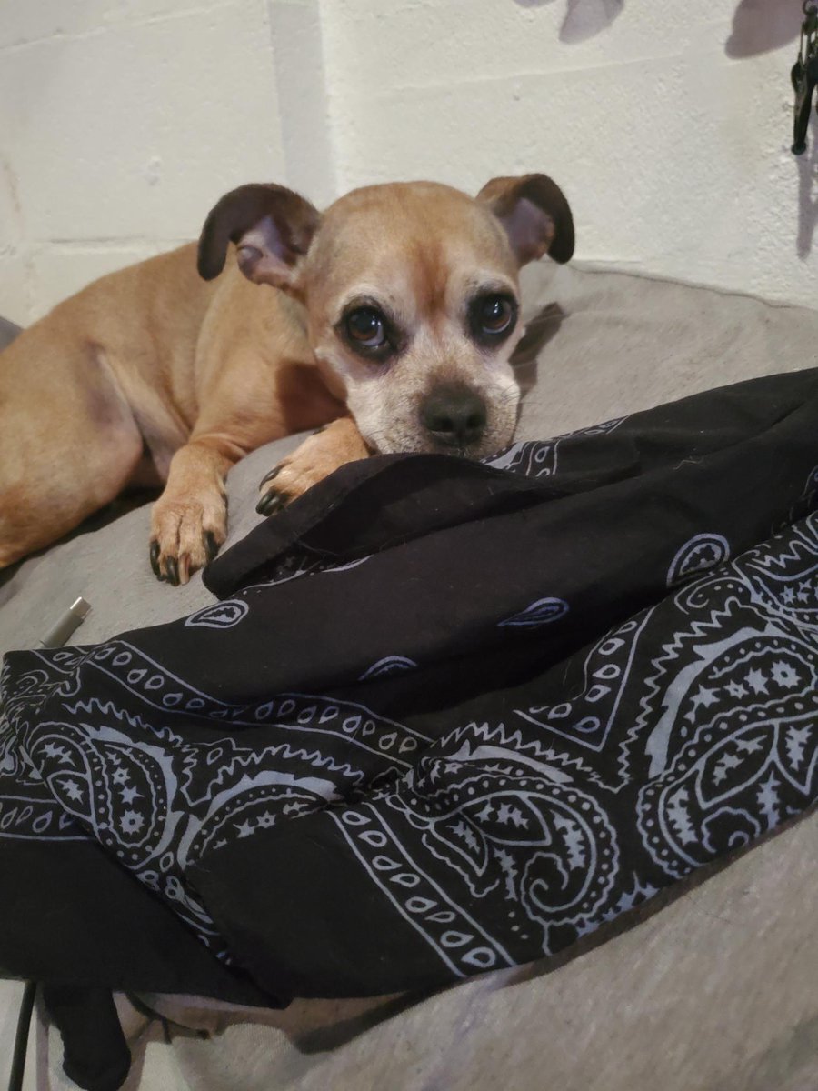 jane_dair's tweet photo. @kabochakid I have to share lil man w u too! he's so neurotic but he's really coming in to his own socially rn it's really sweet to see! 💚💚

at a recent visit to the vet he was so nervous that the vet on duty that he was on meth LOL 

he's such a weirdo I love him so much https://t.co/xlnXB00WiK