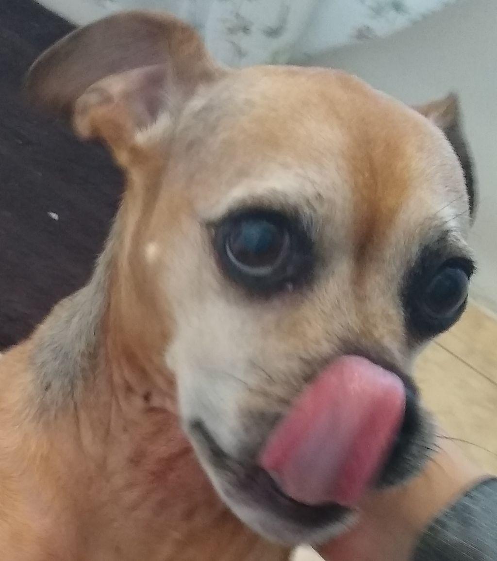 jane_dair's tweet photo. @kabochakid I have to share lil man w u too! he's so neurotic but he's really coming in to his own socially rn it's really sweet to see! 💚💚

at a recent visit to the vet he was so nervous that the vet on duty that he was on meth LOL 

he's such a weirdo I love him so much https://t.co/xlnXB00WiK