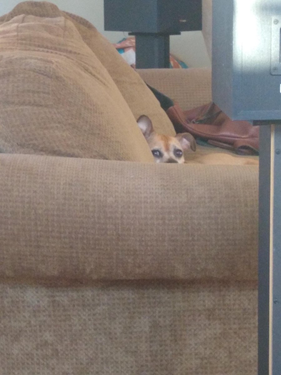 jane_dair's tweet photo. @kabochakid I have to share lil man w u too! he's so neurotic but he's really coming in to his own socially rn it's really sweet to see! 💚💚

at a recent visit to the vet he was so nervous that the vet on duty that he was on meth LOL 

he's such a weirdo I love him so much https://t.co/xlnXB00WiK