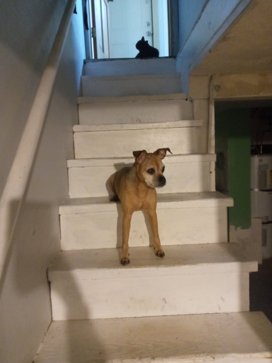 jane_dair's tweet photo. @kabochakid I have to share lil man w u too! he's so neurotic but he's really coming in to his own socially rn it's really sweet to see! 💚💚

at a recent visit to the vet he was so nervous that the vet on duty that he was on meth LOL 

he's such a weirdo I love him so much https://t.co/xlnXB00WiK