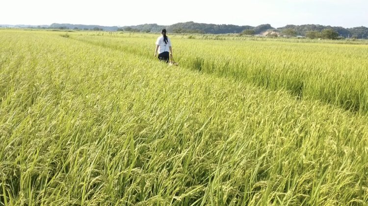 hasemomoco's tweet photo. ちいさな頃
はじめて観た時から
ナウシカには共感しかなかった。
人間なんて世界のために絶滅した方がいいのに。って泣くような子どもだったから。
今でもずっとナウシカみたいに生きたいって思ってる。 https://t.co/GkQaVmy7gb