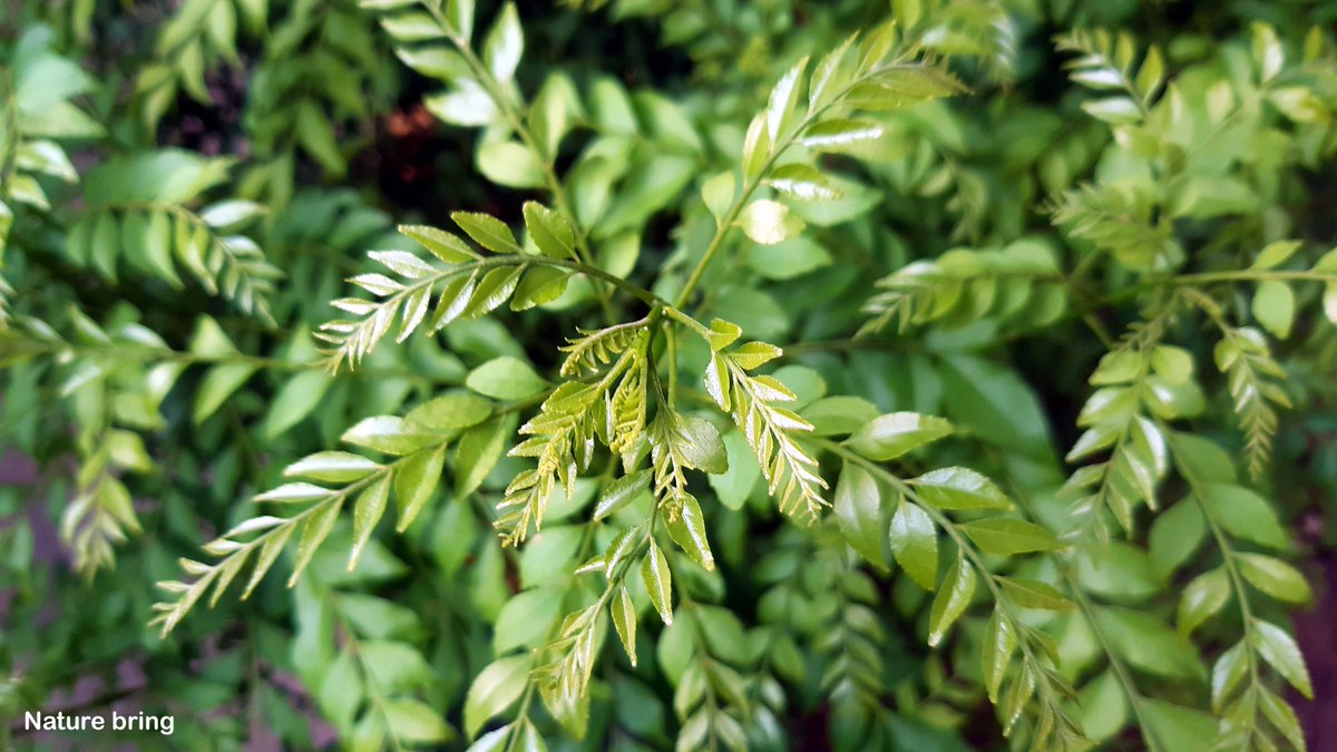 naturebring651's tweet image. Curry tree for food preparation, known as Kadi Patta, is one of the common seasoning ingredients that is added to almost every dish to enhance its taste and to get the maximum flavor. ...read...naturebring.com/grow-curry-lea…
#Currytree #Curryleaves #naturebring #growing #KadiPatta