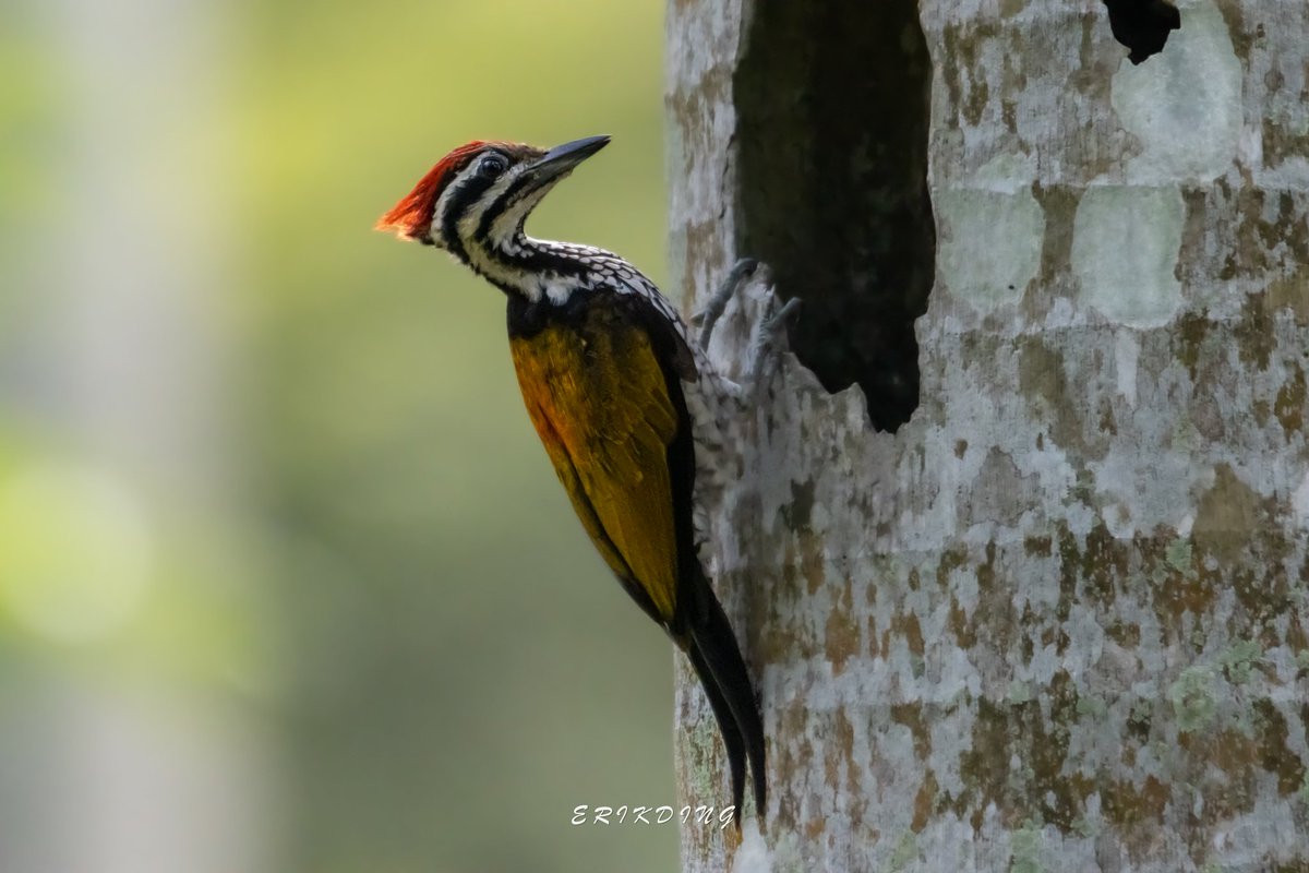 ErikDing868's tweet photo. #commonflameback
#birds #birdwatching #bird #nature #birdphotography #birdsofinstagram #wildlife #naturephotography #birding #wildlifephotography #birdlovers #photography #naturelovers #birdstagram #birdlife #canon #animals #bestbirdshots #photooftheday #BBCWildlifePOTD https://t.co/82Qc7NLY2d