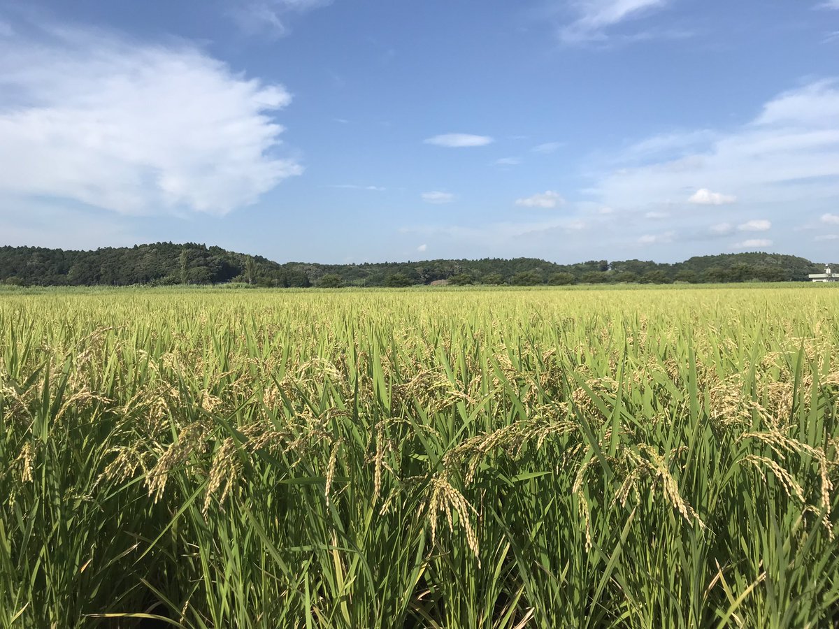 hasemomoco's tweet photo. シータの言葉も
だいすきだ。

土に根をおろし、
風とともに生きよう。
種とともに冬を越え、
鳥とともに春を歌おう。 https://t.co/VBLPNO46cP