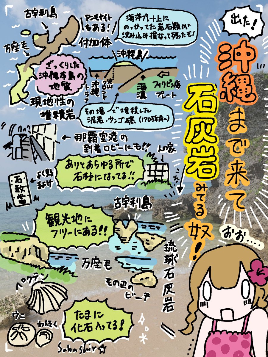南国特集🌺琉球石灰岩!!
さばしろは沖縄巡検に行ったことがあります 