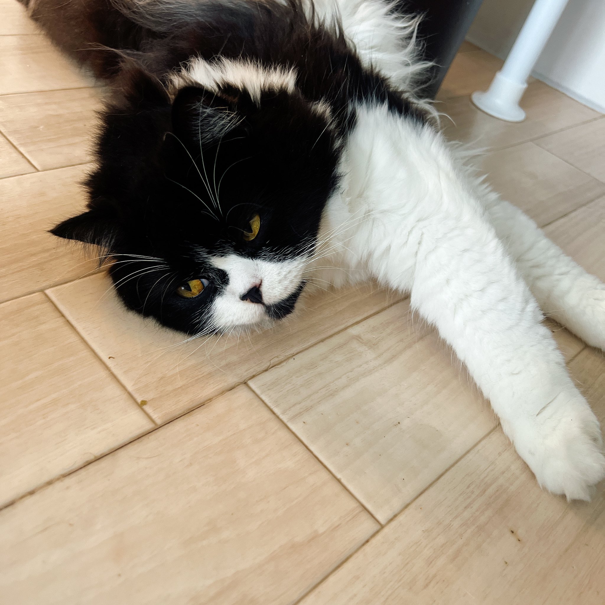 Mura Kami 猫好きceo Kami Mura123 Twitter