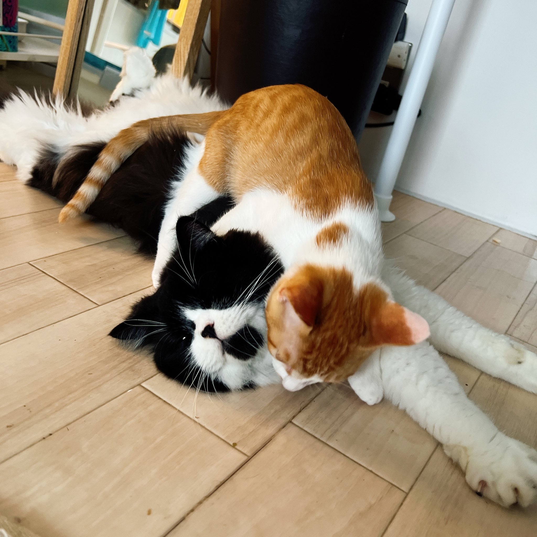 Mura Kami 猫好きceo Kami Mura123 Twitter