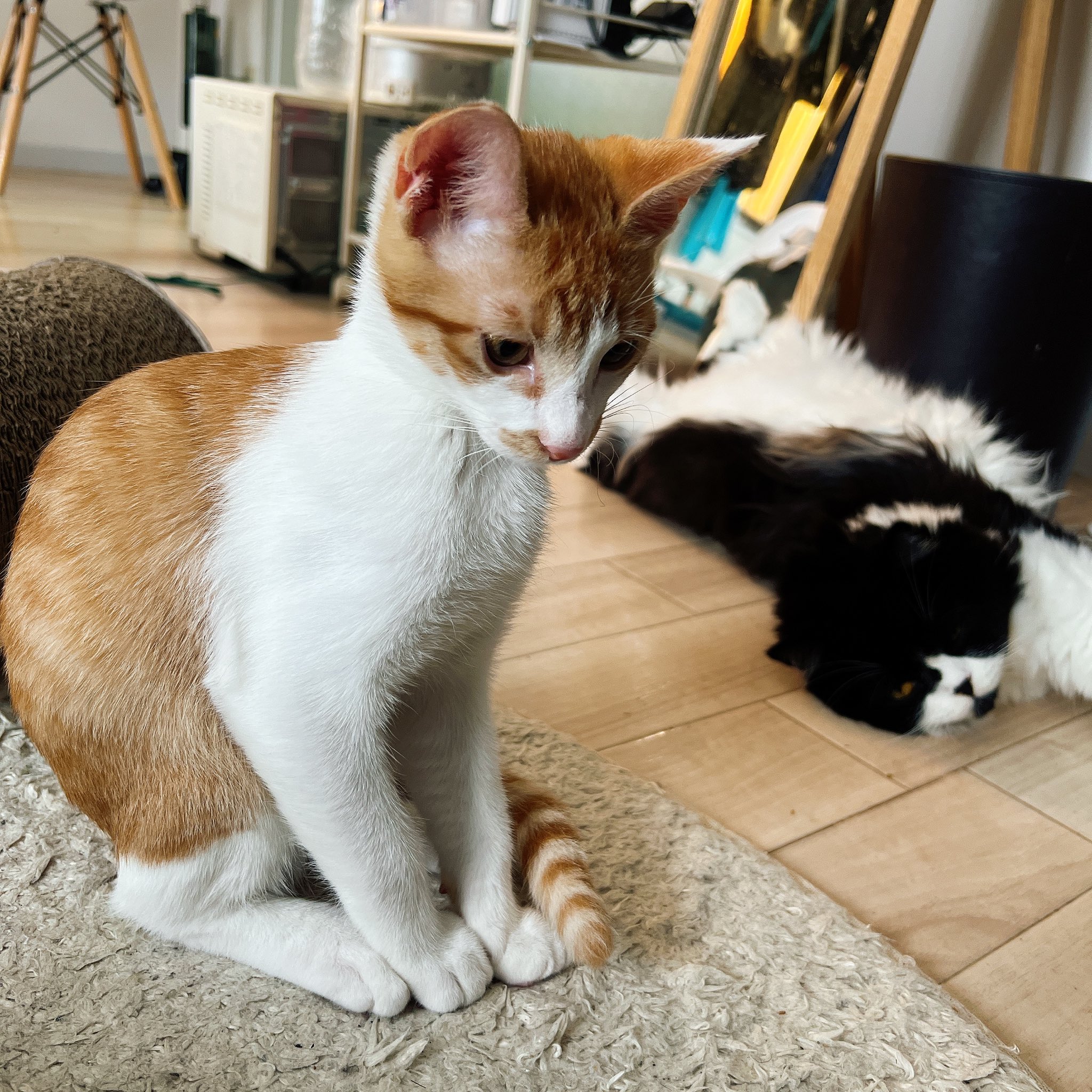 Mura Kami 猫好きceo Kami Mura123 Twitter