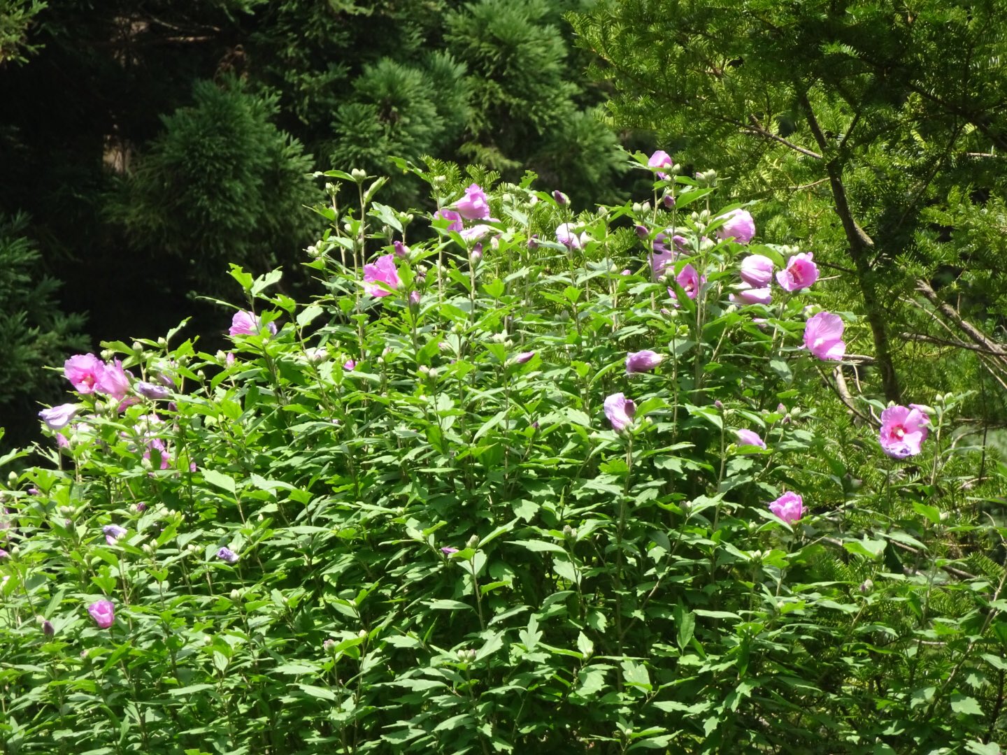 O Xrhsths 森の中の絵本館 Sto Twitter ムクゲ の花が村のあちこちで咲いている きっと寒さに強い木なのね 昨日は畑で採れた野菜の天ぷらをした たまっていたのがいっきになくなった よかった 草だらけの中カボチャの 実を発見 3個見つけた 山中湖村 家庭菜園 O Xrhsths 森の中の絵本館 Sto Twitter ムクゲ の花が村のあちこちで咲いている きっと寒さに強い木なのね 昨日は畑で採れた野菜の天ぷらをした たまっていたのがいっきになくなった よかった 草だらけの中カボチャの 実を発見 3個見つけた 山中湖村 家庭菜園