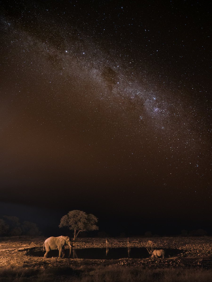 _rocco_ceo_'s tweet photo. African nights 💫✨

#NFTCommunity #photo #Africa 
@LumixUSA @EtoshaPark https://t.co/oJEWWONiMn