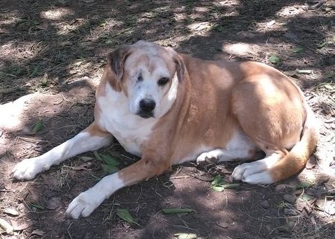 FOSTER (OR PERMANENT) #HOMES ARE NEEDED FOR THE FOLLOWING #DOGS - #PORTALFRED:
Although these dogs are greatly loved at Retreat 2 Eden, we feel that they would benefit much more in a quiet, one on one home:
Luna's age is unknown - I would guess about 8 - 10 years old.