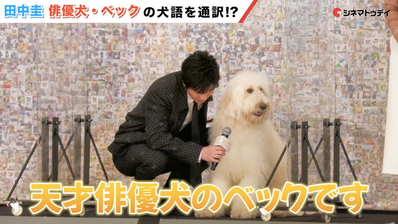 シネマトゥデイ 田中圭 俳優犬 ベック の犬語を通訳 映画ハウ Haw Movie22 T Co Kfbanrroef Twitter