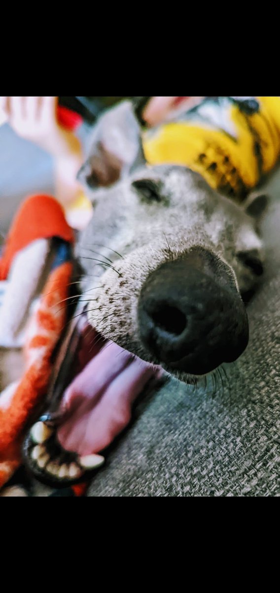 Wispawhippet's tweet image. Does this count for tongue out Tuesday. Mum caught me mid yawn!