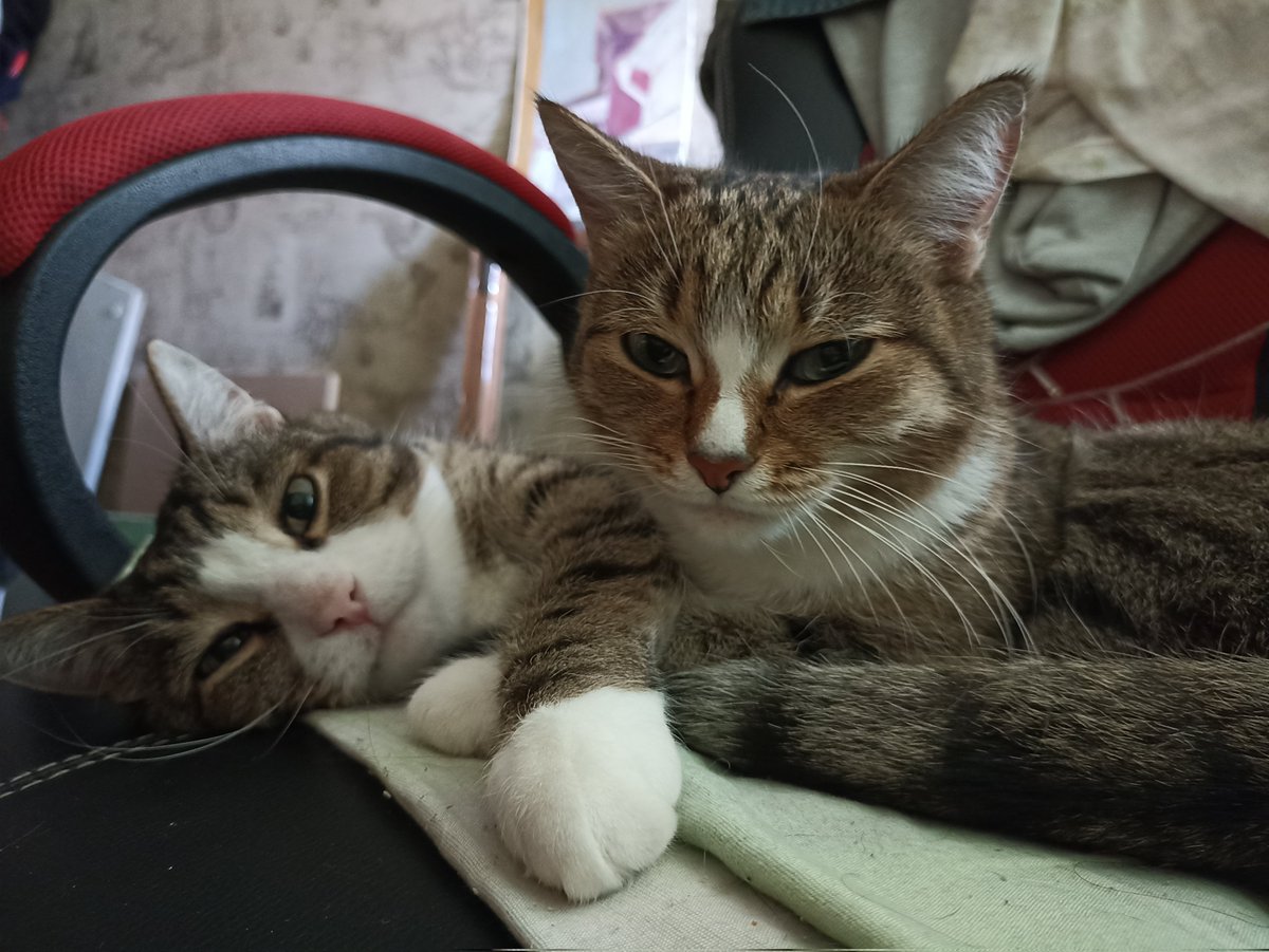 noarmill's tweet photo. Всё таки соскучился я по ним... Прям сильно. https://t.co/ZEMiyvZ3GL