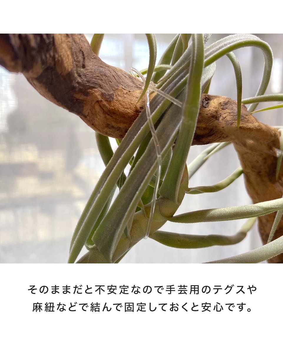 久しぶりにドゥラティを流木に仕立てるやり方をご紹介。 自生地では