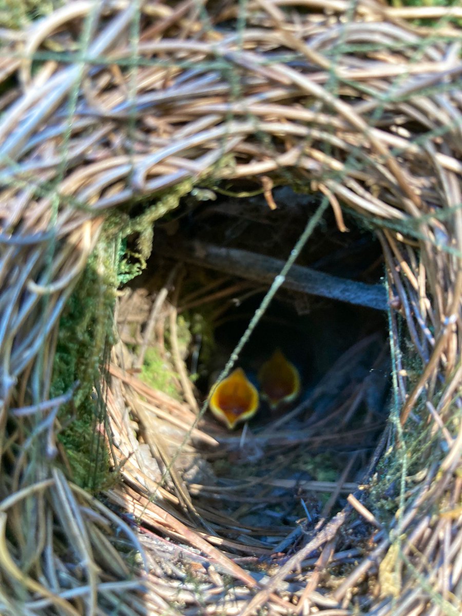 PPSKare's tweet image. With three hungry mouths to feed! Late bloomers @birdsbeaknews #keepchecking @PPSinHD @Stephen_E_Camp @StacyWaltonTHD @scottburtonthd @makinzyspisak @Stephen_E_Camp  @pps_s_atlantic
