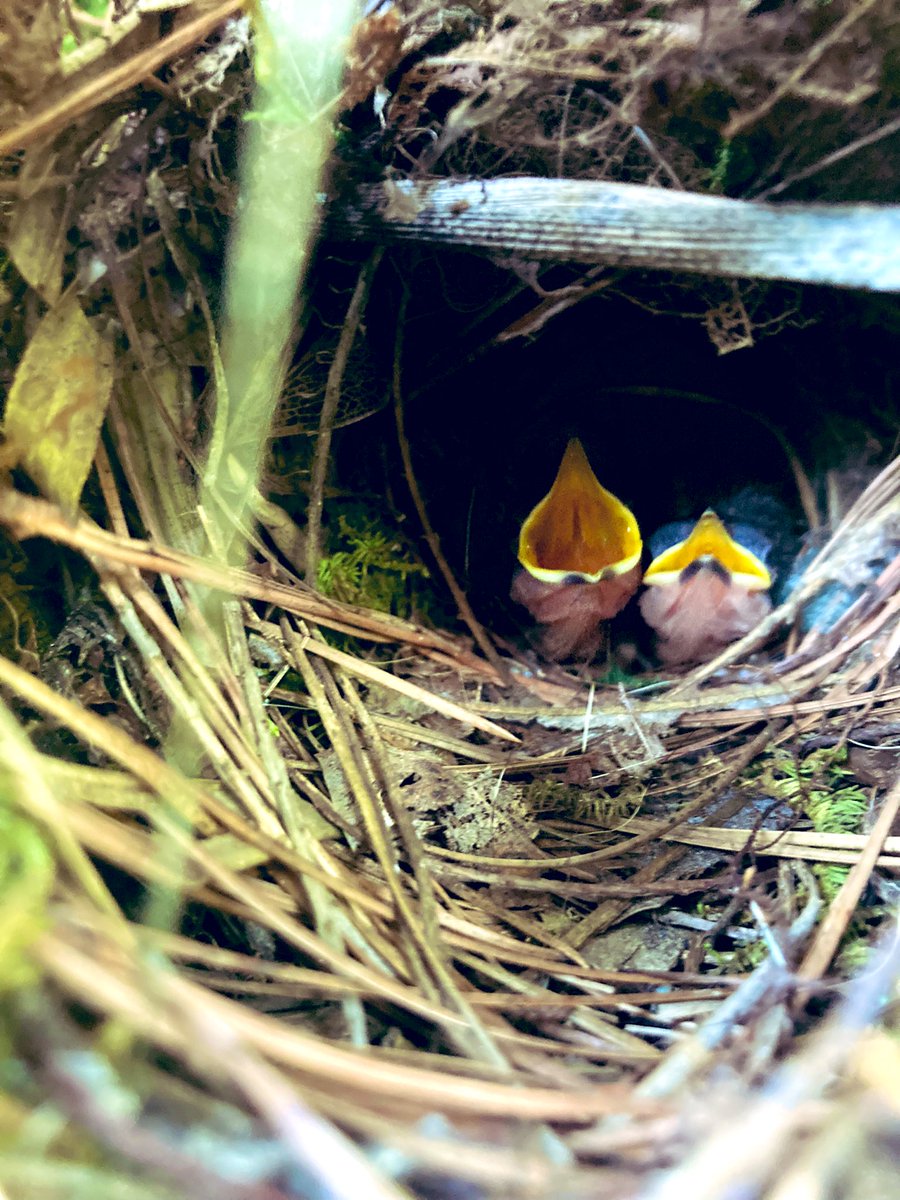 PPSKare's tweet image. With three hungry mouths to feed! Late bloomers @birdsbeaknews #keepchecking @PPSinHD @Stephen_E_Camp @StacyWaltonTHD @scottburtonthd @makinzyspisak @Stephen_E_Camp  @pps_s_atlantic