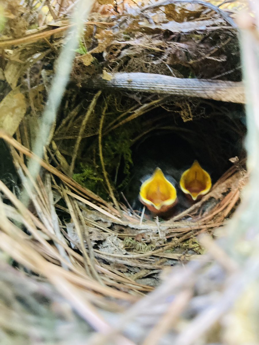 PPSKare's tweet image. With three hungry mouths to feed! Late bloomers @birdsbeaknews #keepchecking @PPSinHD @Stephen_E_Camp @StacyWaltonTHD @scottburtonthd @makinzyspisak @Stephen_E_Camp  @pps_s_atlantic