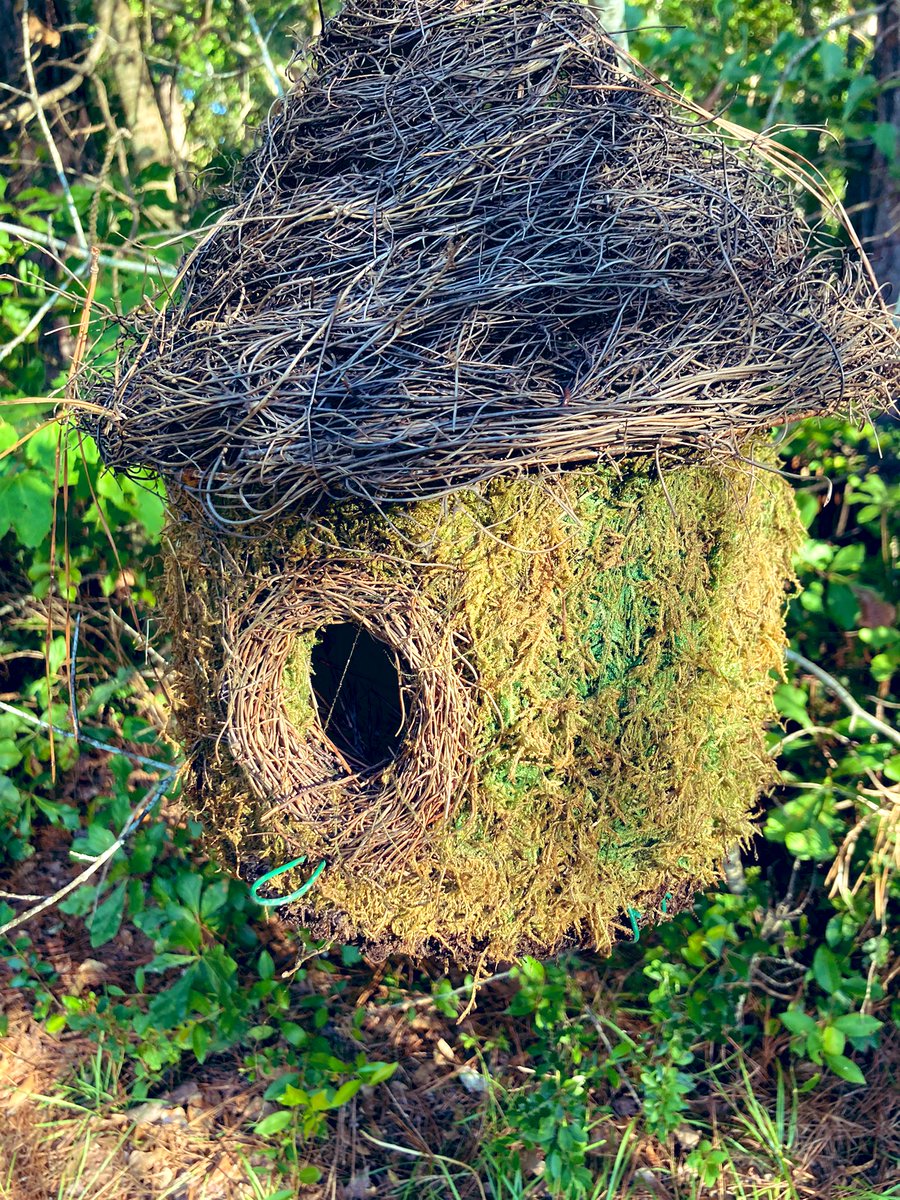 PPSKare's tweet image. With three hungry mouths to feed! Late bloomers @birdsbeaknews #keepchecking @PPSinHD @Stephen_E_Camp @StacyWaltonTHD @scottburtonthd @makinzyspisak @Stephen_E_Camp  @pps_s_atlantic