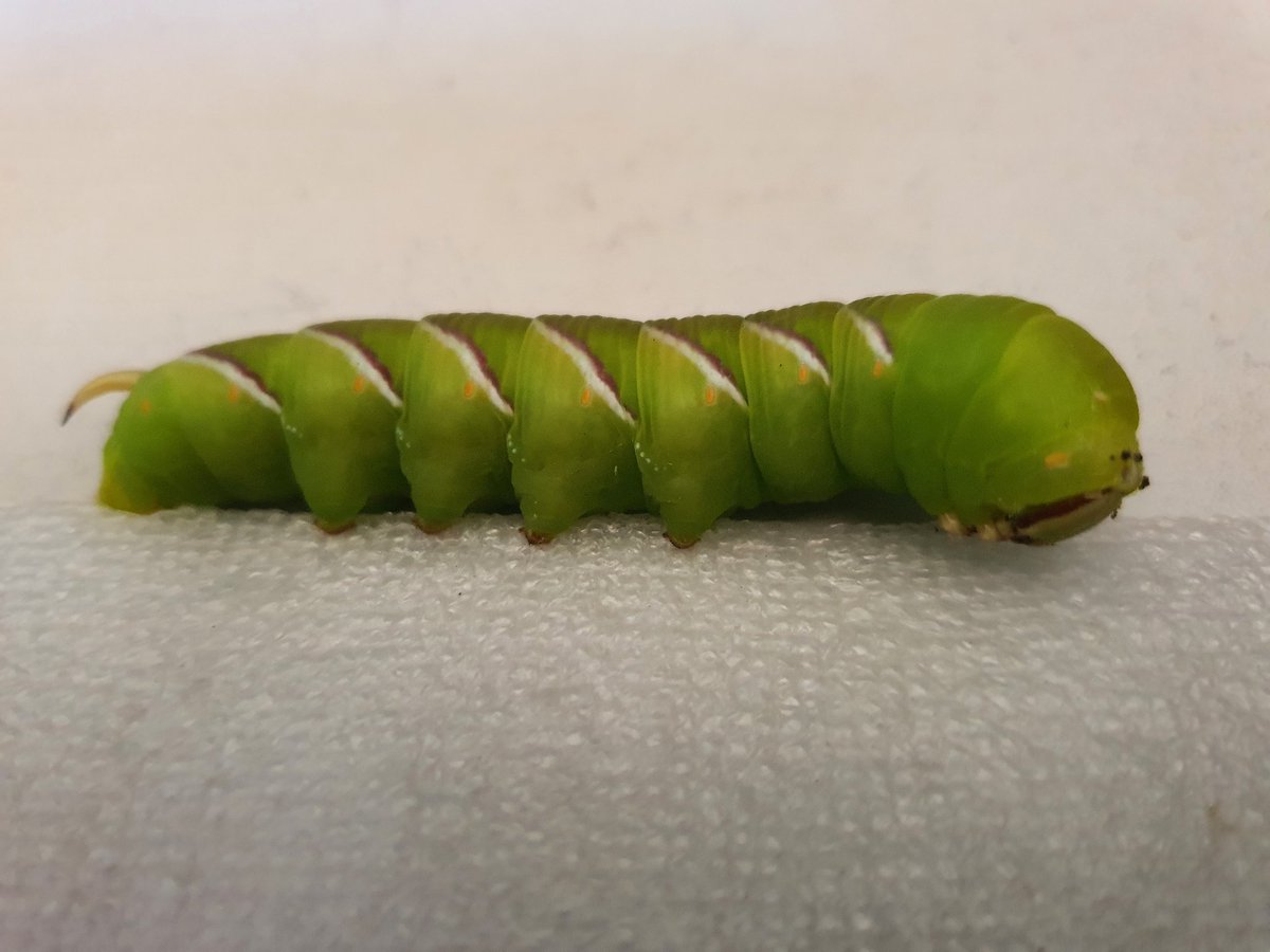 I don't usually do moths but found this guy on our drive. Elephant Hawk-moth I'm told which buries itself in soil to pupate so I put it on top of soft soul in the shade.