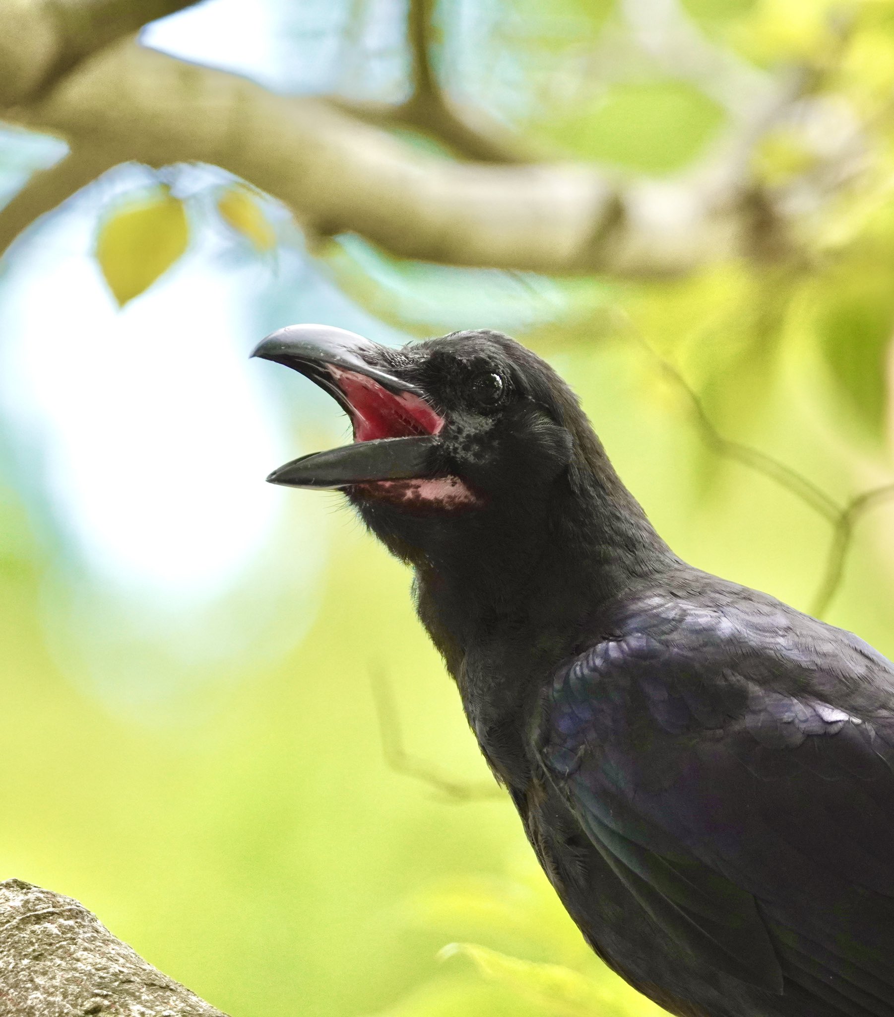 カラスの雛 Twitter Search Twitter