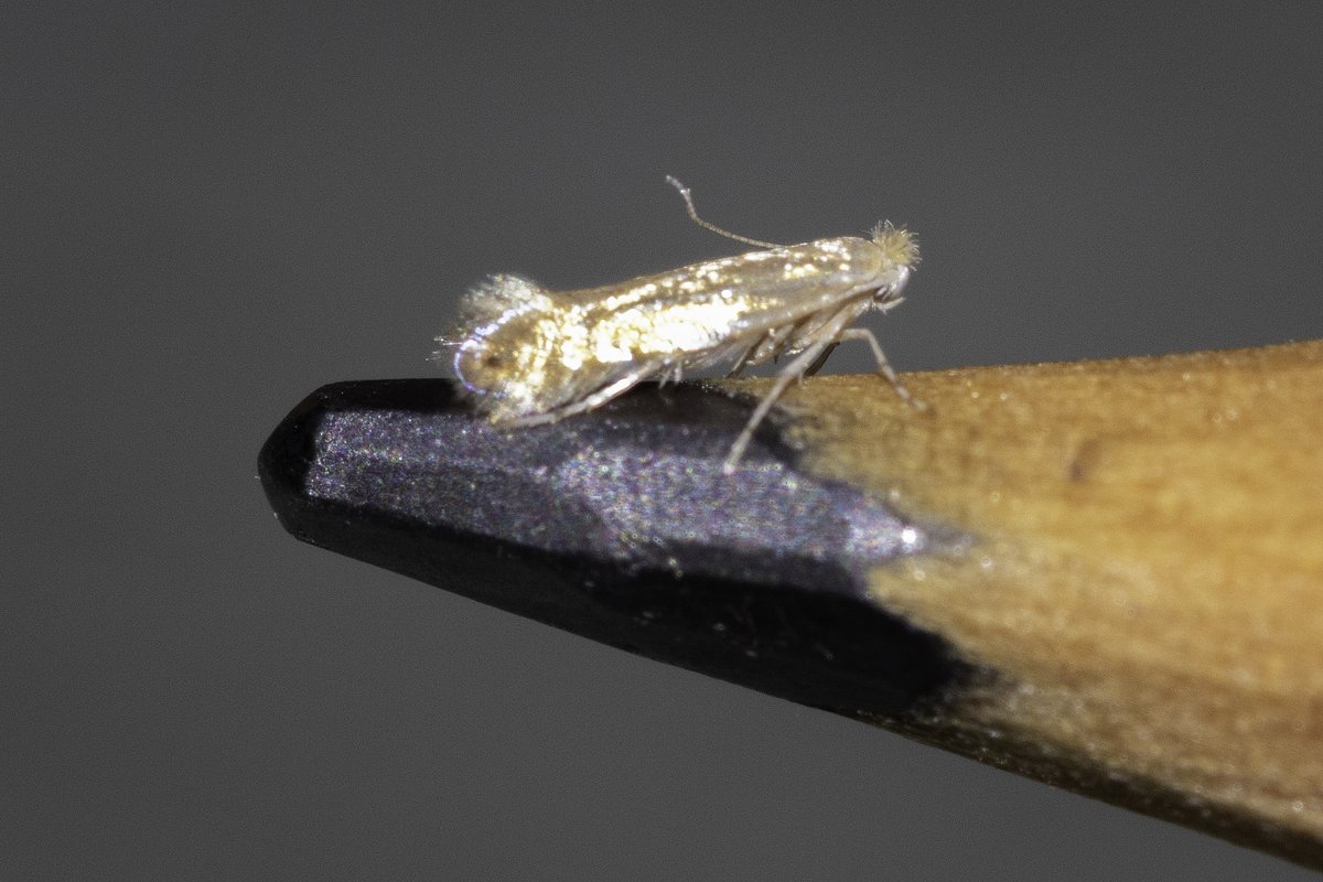 i_ijoseph's tweet photo. Cedestis subfasciella or Argyresthia dilectella are as close as I've come to an ID for this one that really does put the 'Micro' in Micro moths! Could anyone point me in eth right direction please? 
@MOTHIDUK https://t.co/CzVBBJmMnb